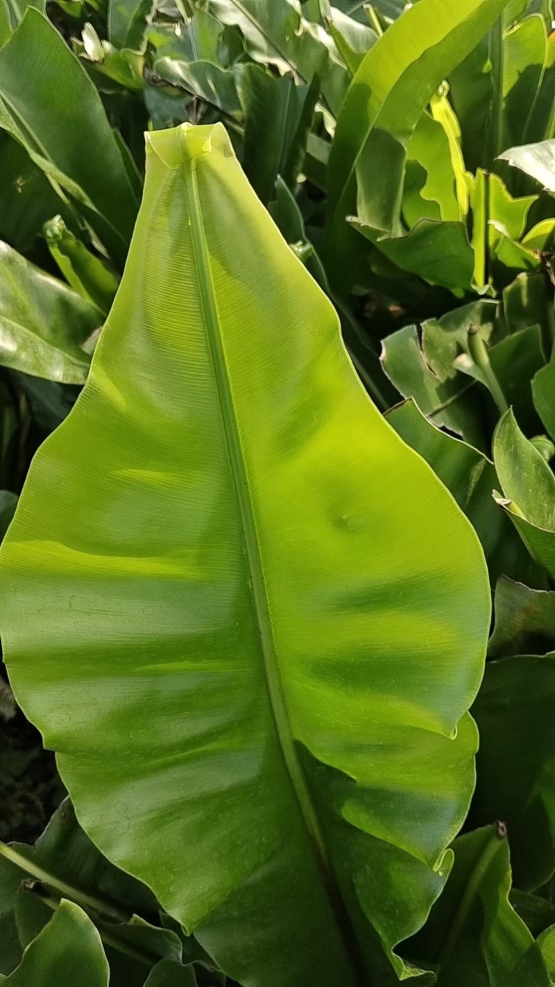 台湾山苏菜