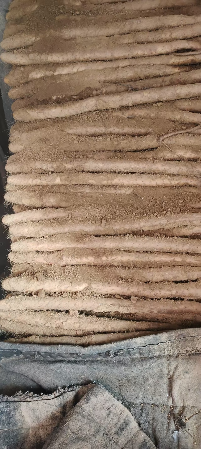 白玉山药/小白嘴白山药质量三包/全年有货/欢迎来电咨询