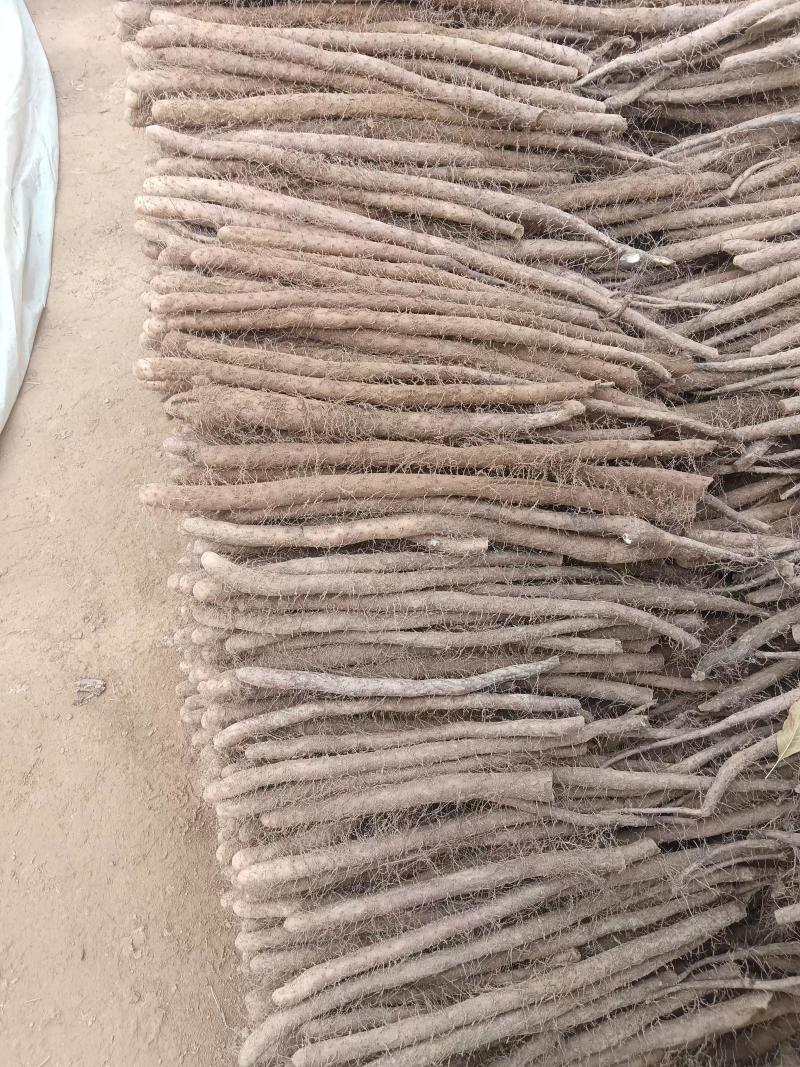 白玉山药/小白嘴白山药质量三包/全年有货/欢迎来电咨询