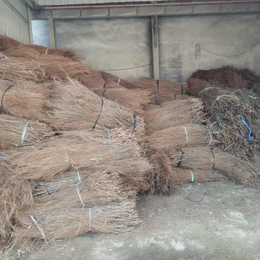 【推荐】福建大量岗松现货大量上市中量大从优保质保量