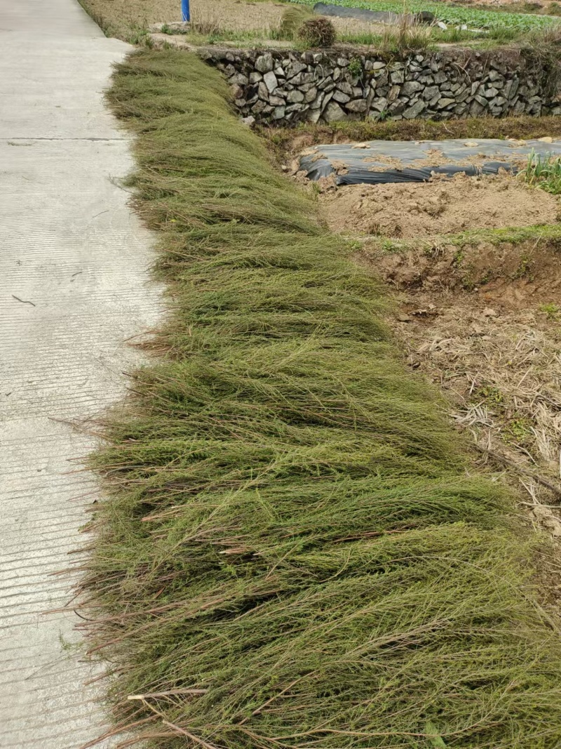 【推荐】福建大量岗松现货大量上市中量大从优保质保量