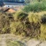 【推荐】福建大量岗松现货大量上市中量大从优保质保量