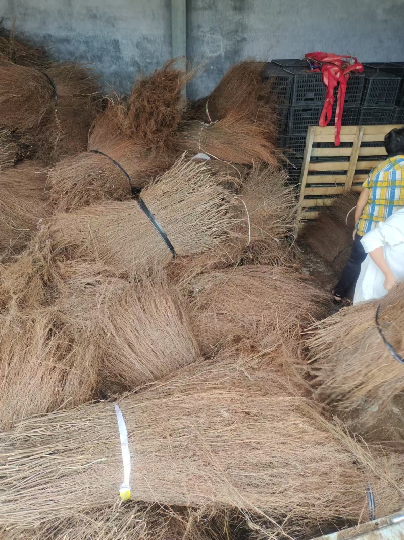 【推荐】福建大量岗松现货大量上市中量大从优保质保量