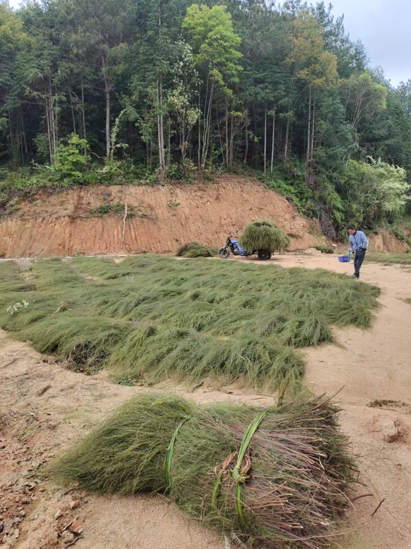 【推荐】福建大量岗松现货大量上市中量大从优保质保量