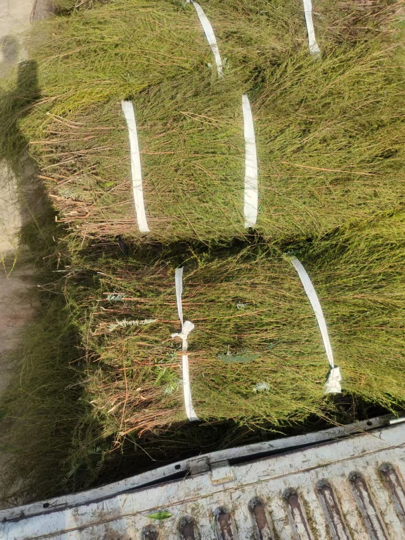 【推荐】福建大量岗松现货大量上市中量大从优保质保量