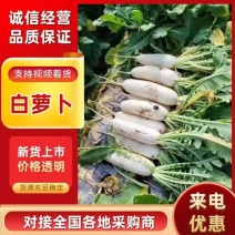 精品白萝卜大量上市，量大从优，供电商超市批发商，全国发货