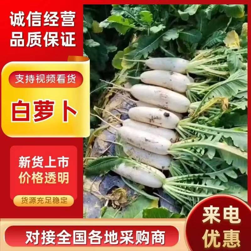 精品白萝卜大量上市，量大从优，供电商超市批发商，全国发货