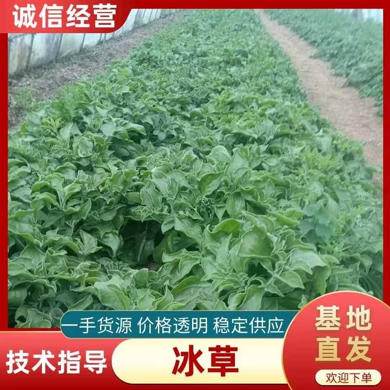 精品冰草大量有货，量大从优可供应电商超市批发市场代发全国