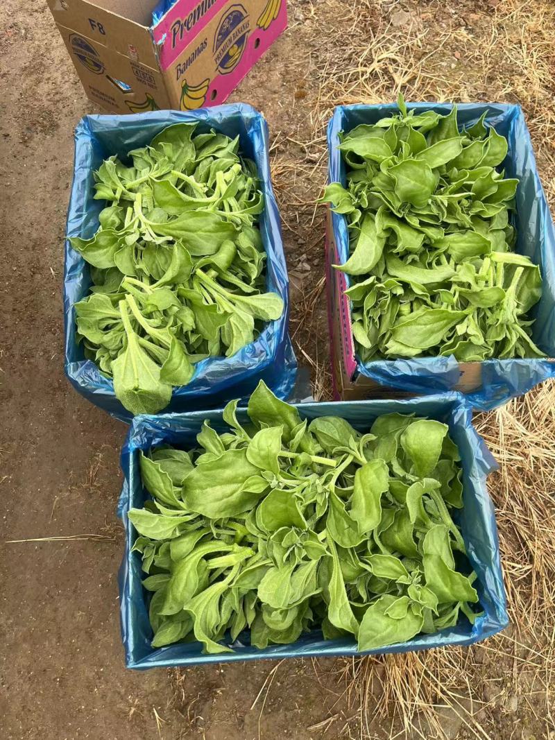 精品冰草大量有货，量大从优可供应电商超市批发市场代发全国