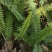 肾蕨果