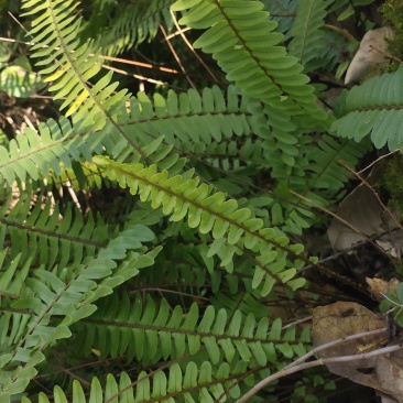 肾蕨果