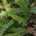 肾蕨果