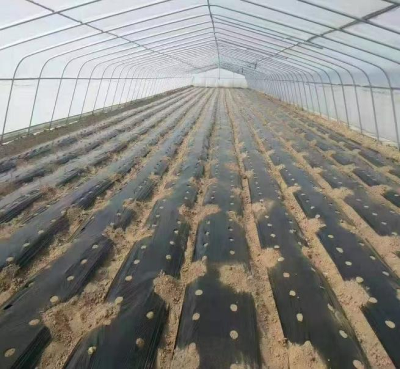 黑色地膜，地膜，打孔地膜，可降解农用蔬菜地膜定除草黑地膜
