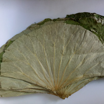 整张荷叶1公斤大张江西整张天然干荷叶