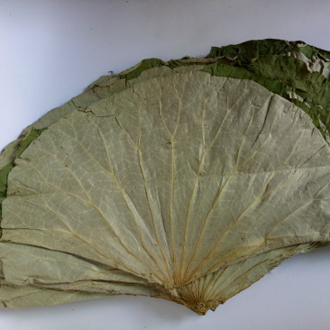 整张荷叶1公斤大张江西整张天然干荷叶
