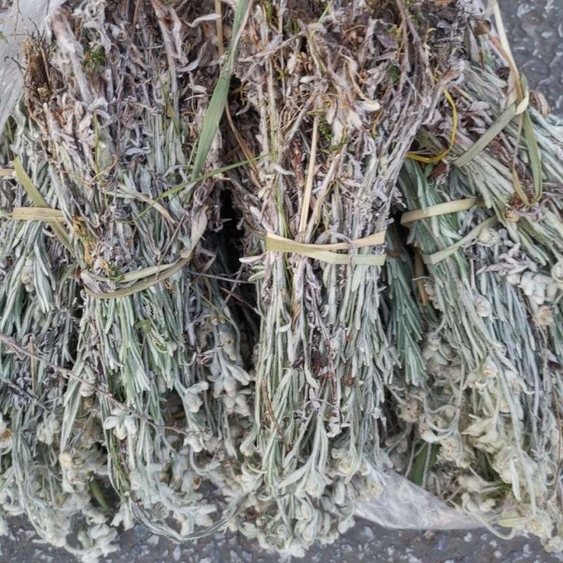 老头草1公斤整颗晒干干火绒草老头草薄雪草中草药