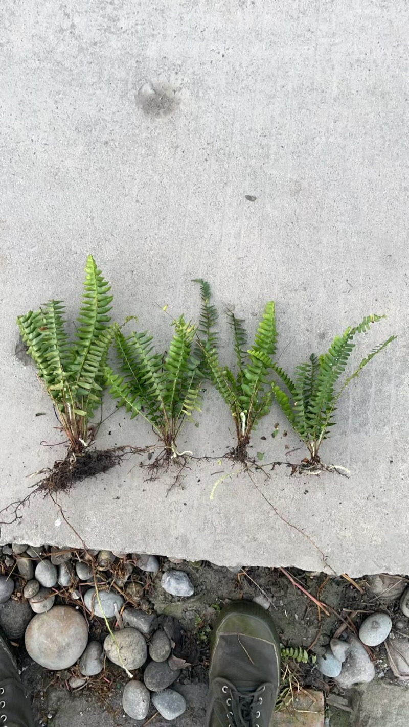 肾蕨草（排骨草）出售地苗小杯苗大杯苗基地出售价优