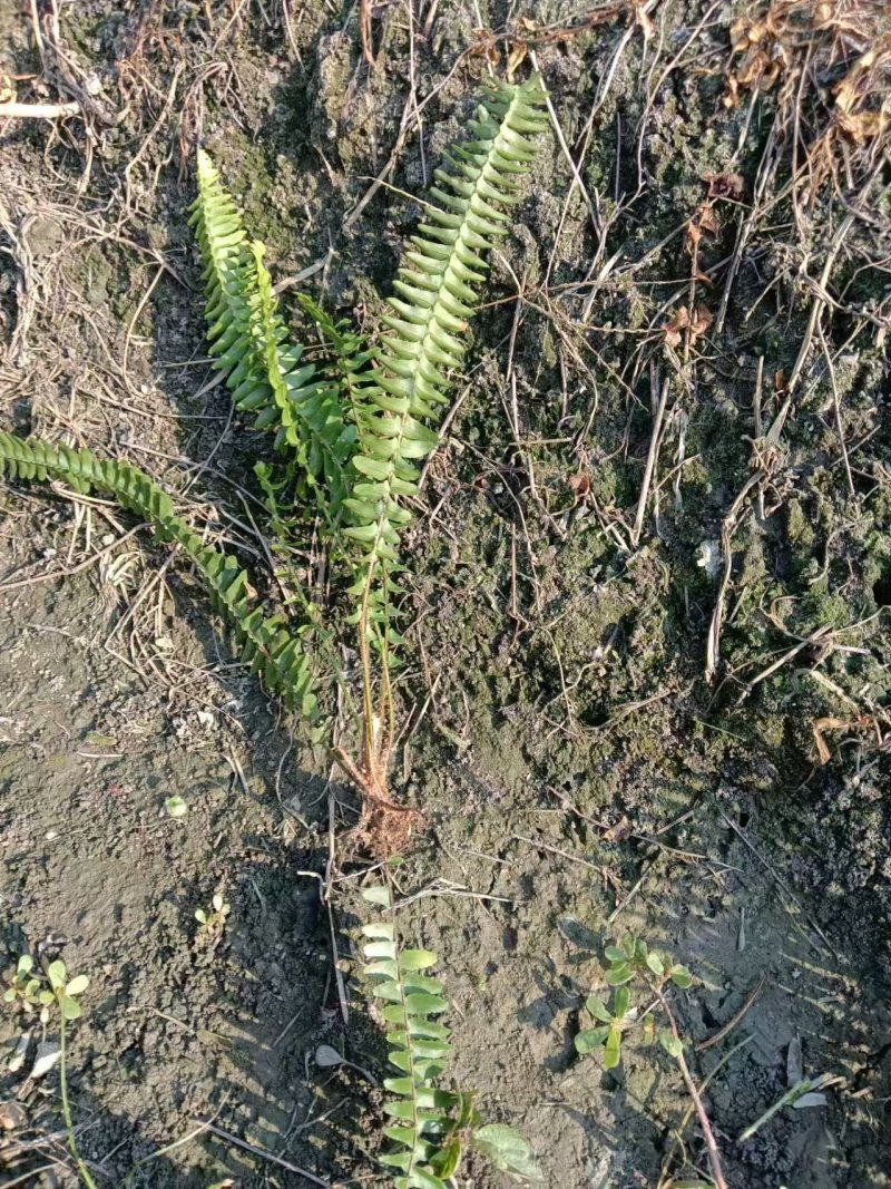 肾蕨草（排骨草）出售地苗小杯苗大杯苗基地出售价优