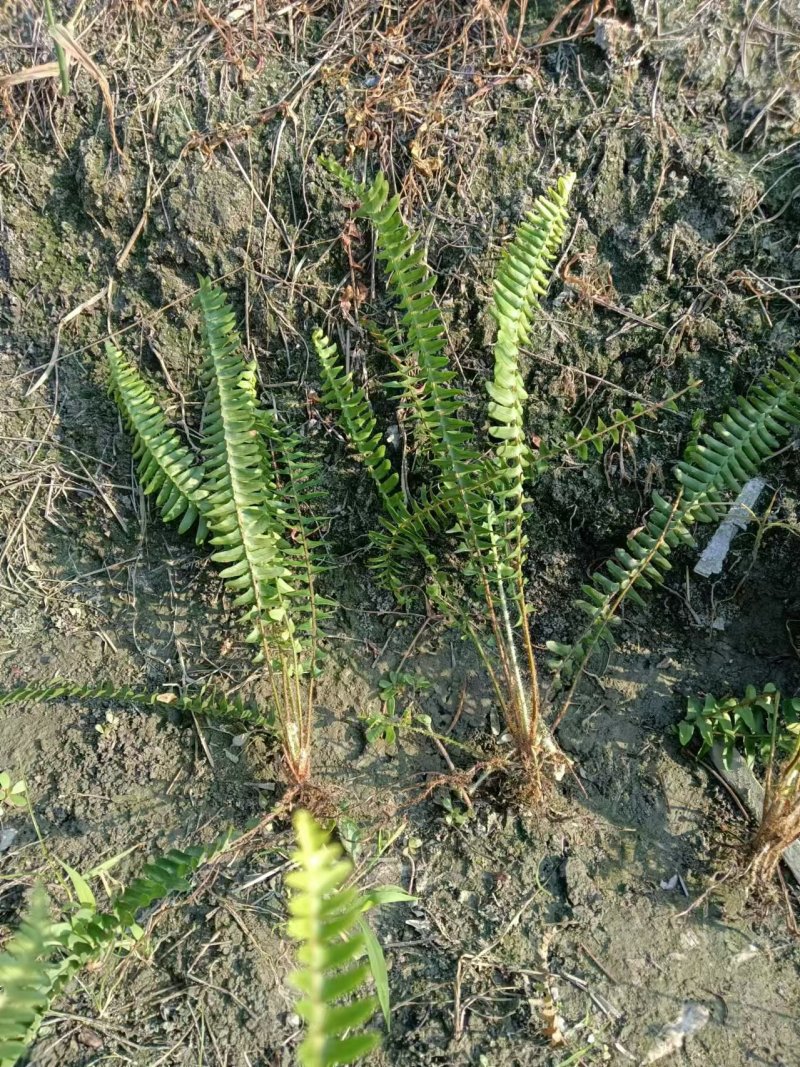 肾蕨草（排骨草）出售地苗小杯苗大杯苗基地出售价优