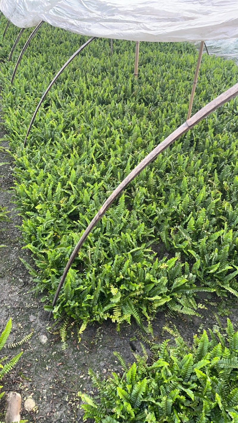 肾蕨草（排骨草）出售地苗小杯苗大杯苗基地出售价优
