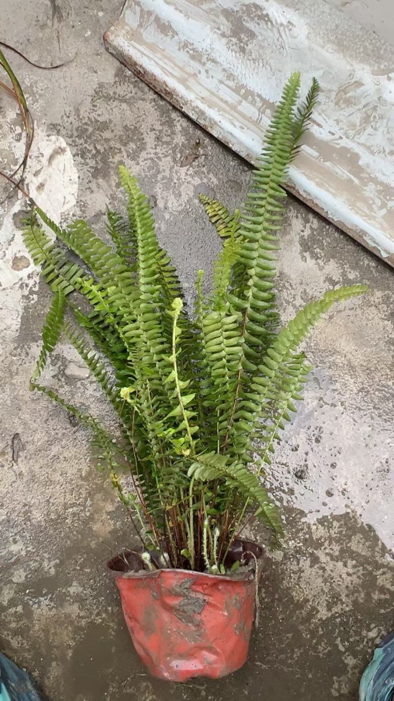 肾蕨草（排骨草）出售地苗小杯苗大杯苗基地出售价优