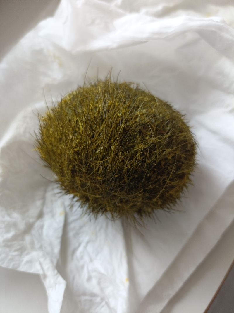 今早上杀猪，有个猪宝