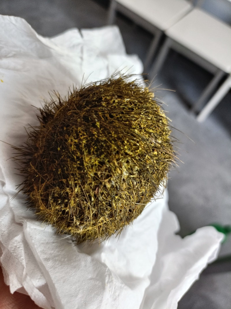 今早上杀猪，有个猪宝