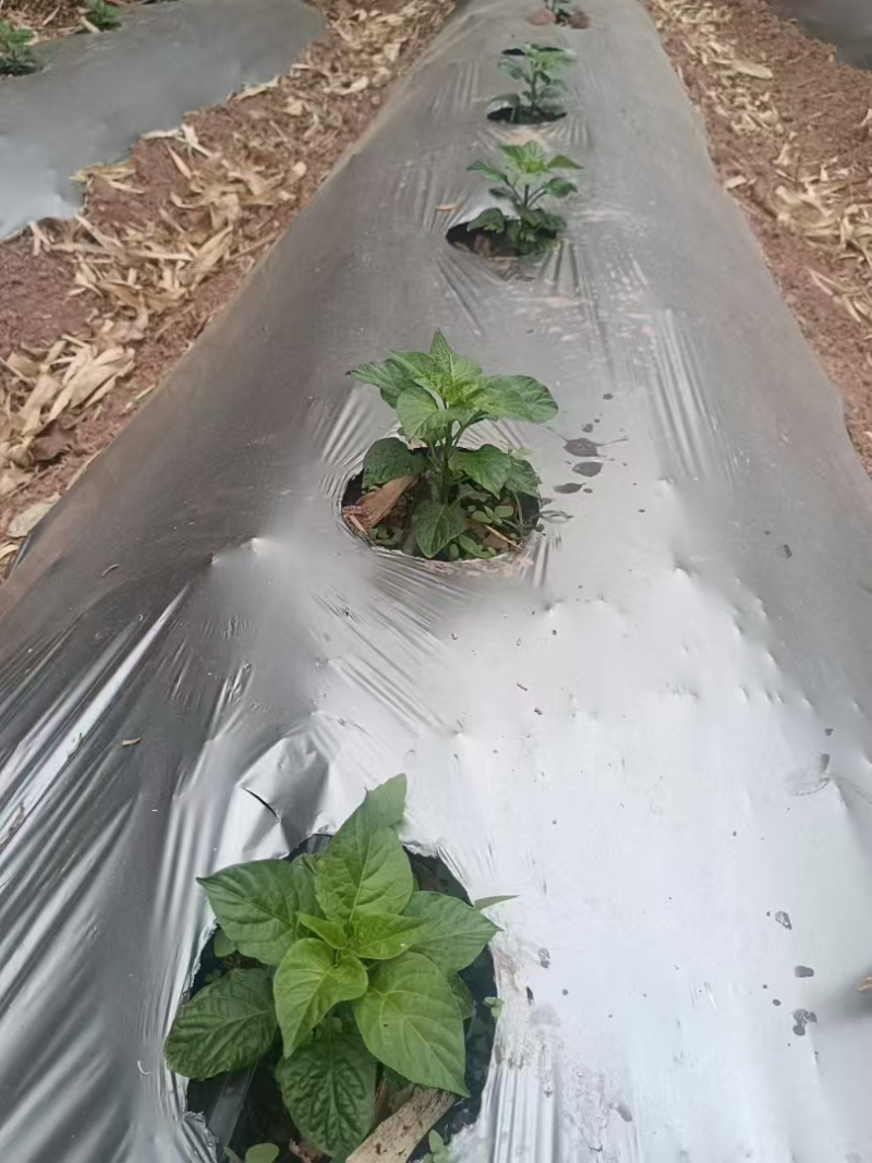 地膜，打孔地膜，银黑地伸保温塑料薄膜农用聚乙烯地膜批发