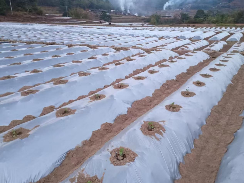 地膜，打孔地膜，银黑地伸保温塑料薄膜农用聚乙烯地膜批发