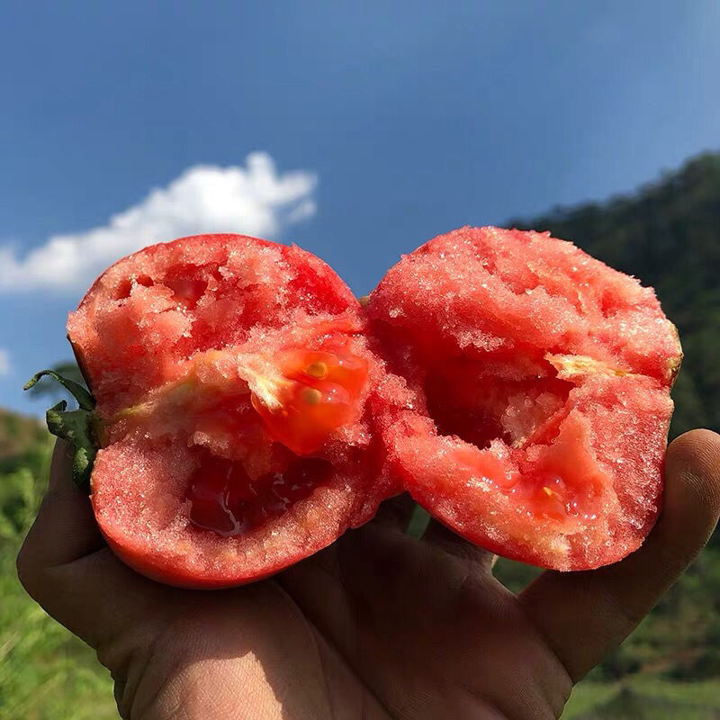 正宗攀枝花沙瓤西红柿新鲜现摘自然番茄生吃普罗旺斯