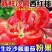 正宗攀枝花沙瓤西红柿新鲜现摘自然番茄生吃普罗旺斯
