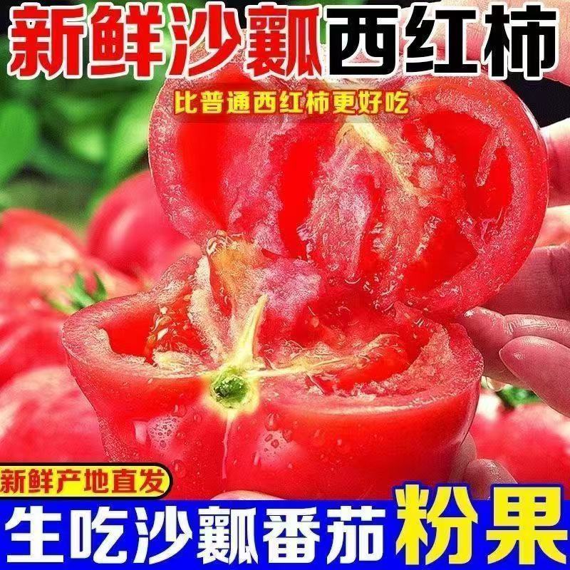 正宗攀枝花沙瓤西红柿新鲜现摘自然番茄生吃普罗旺斯