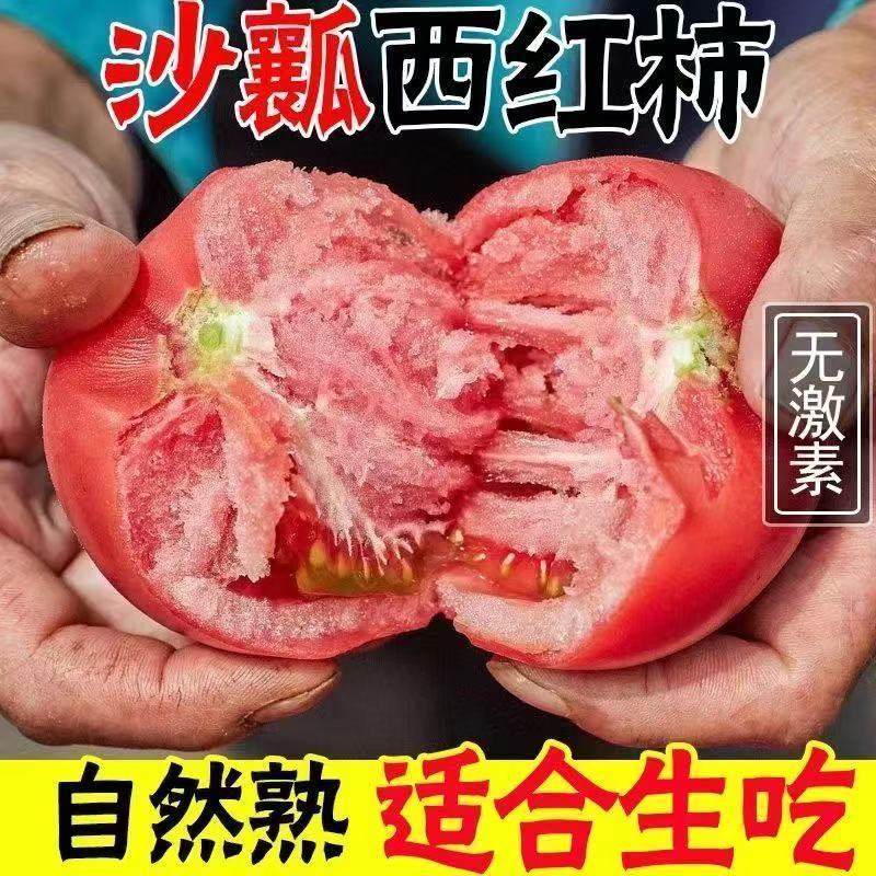 正宗攀枝花沙瓤西红柿新鲜现摘自然番茄生吃普罗旺斯