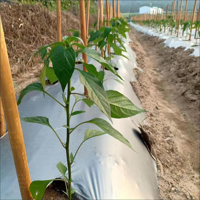 地膜，打孔地膜，银黑地伸保温塑料薄膜农用聚乙烯地膜批发