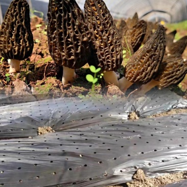 地膜打孔地膜羊肚菌等种植专用定制打孔地膜