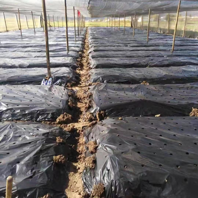 地膜打孔地膜羊肚菌等种植专用定制打孔地膜