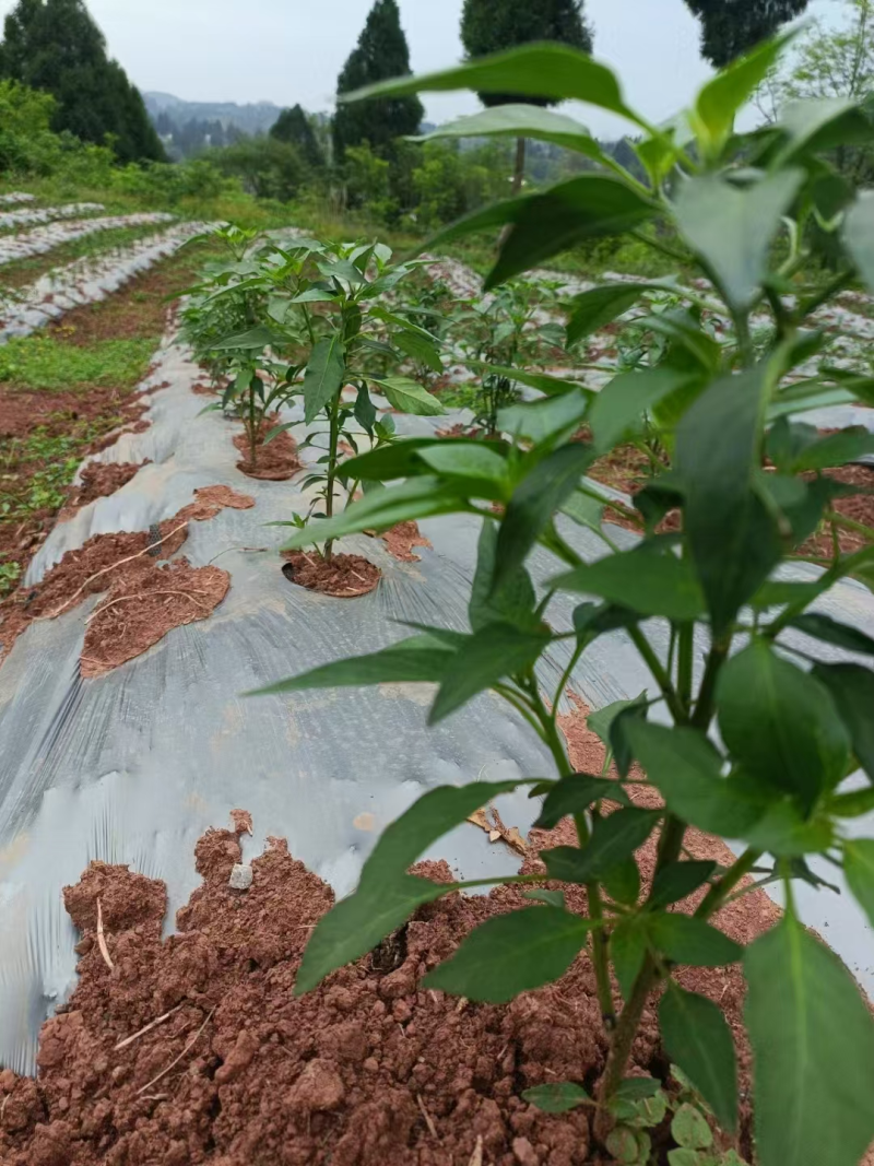 打孔地膜，黑膜银黑膜辣椒等种植专用定制打孔地膜