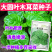 木耳菜种子大圆叶叶片肥厚叶片扁圆形耐热耐耐湿