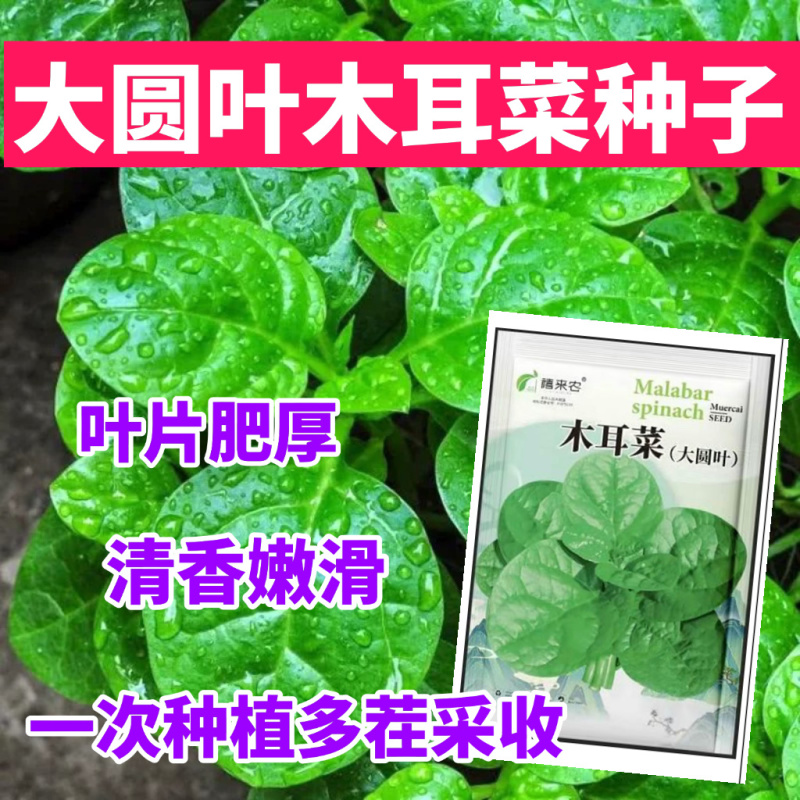木耳菜种子大圆叶叶片肥厚叶片扁圆形耐热耐耐湿