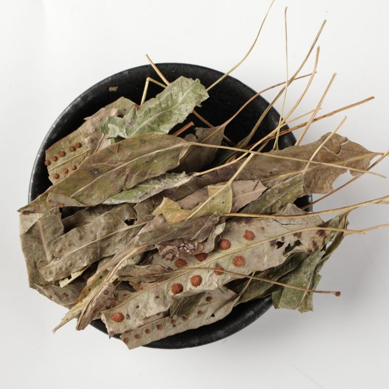 鹅掌金星草鸭脚草鸭脚掌鸭脚香金鸡脚