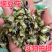豌豆花中药材豌豆花干豌豆花别名香豌豆、花豌豆