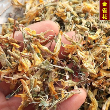 中药材金雀花、坝齿花、金鹊花、黄雀花、阳雀花