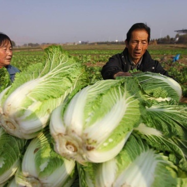 868大白菜需要的老板联系