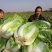 868大白菜需要的老板联系