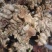 金刚藤