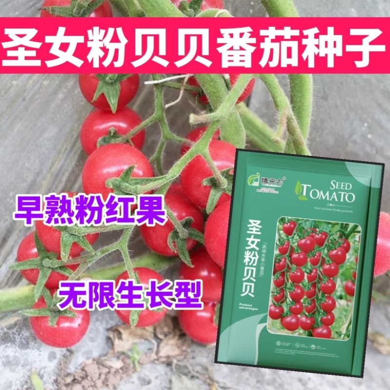 圣女果粉贝贝番茄樱桃种子早熟果实粉红亮丽圆形