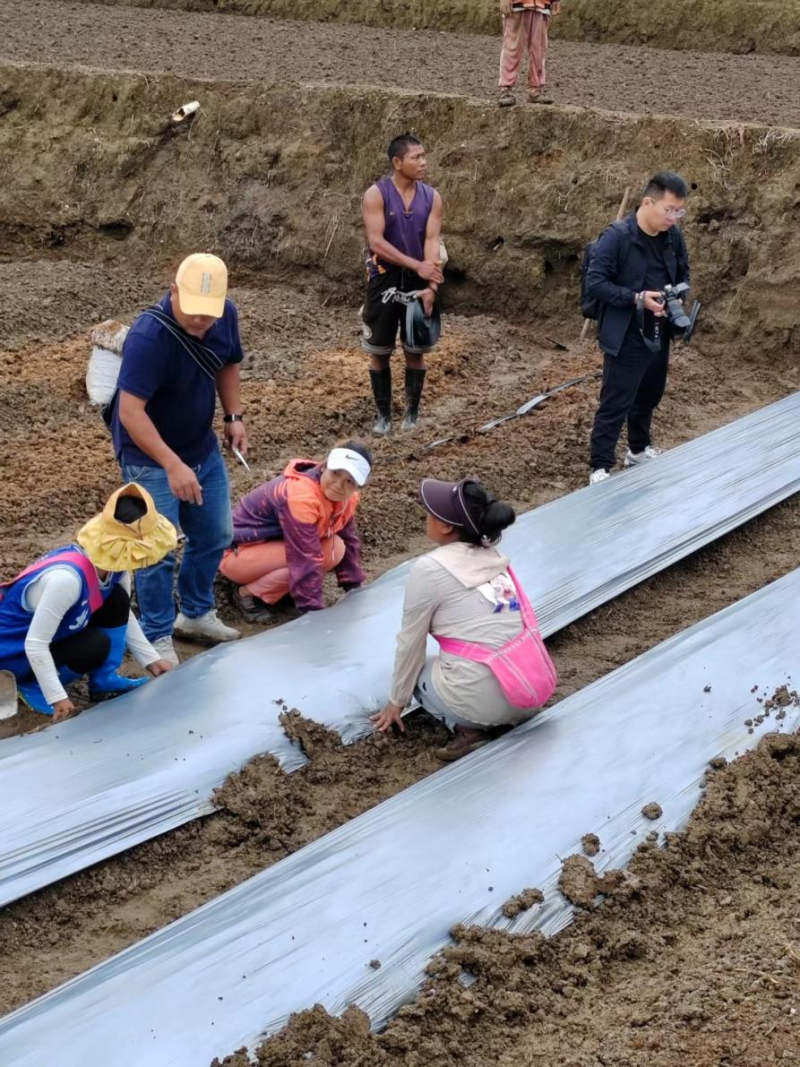 打孔地膜，黑银地膜银黑打孔苍术专用定制打孔地膜