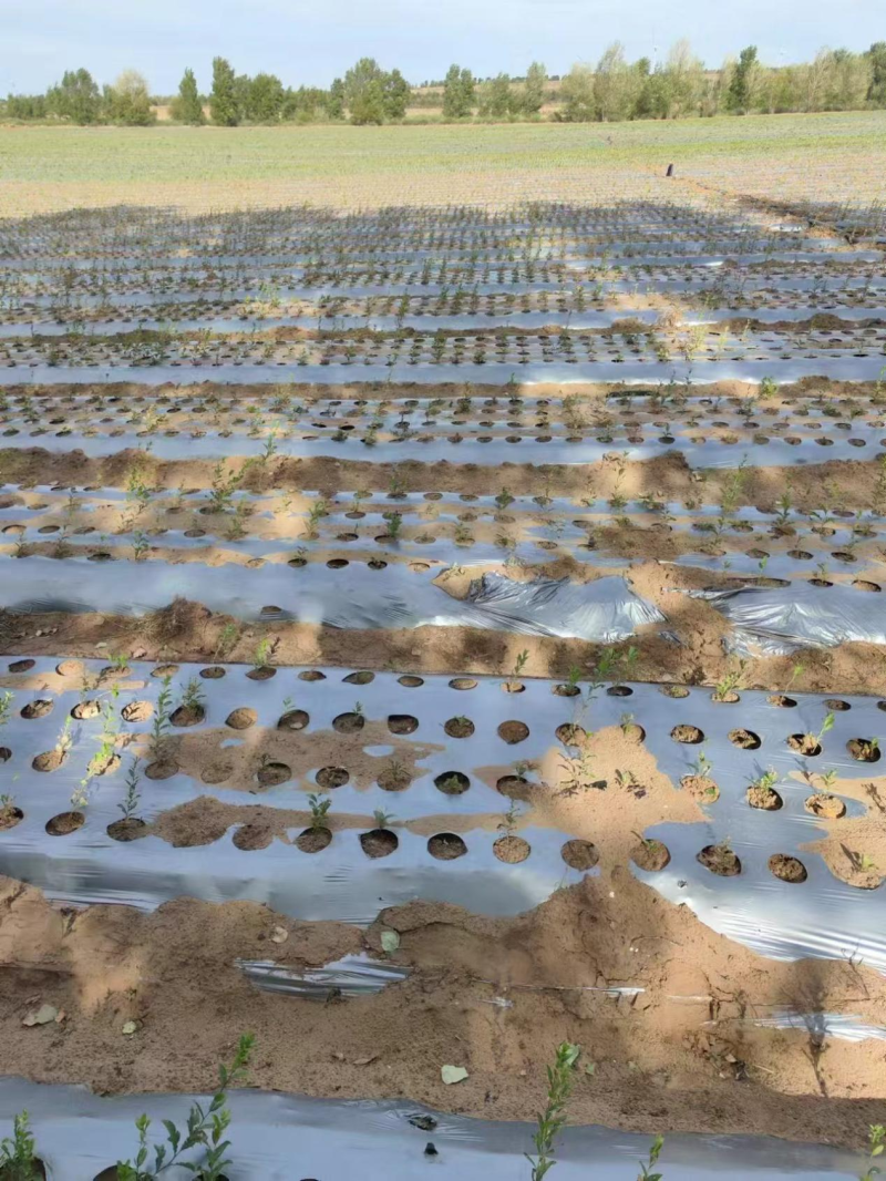 打孔地膜，黑银地膜银黑打孔苍术专用定制打孔地膜