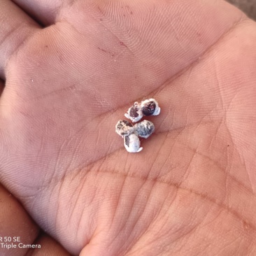 胭脂虫干，湿虫，种虫