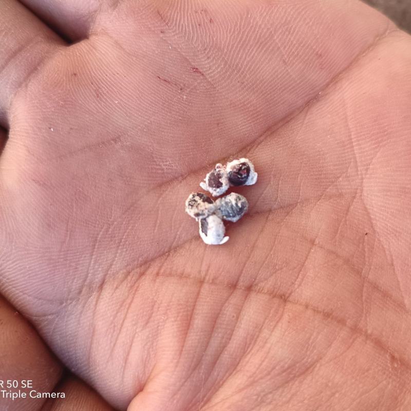 胭脂虫干，湿虫，种虫